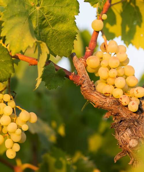Beginner’s Guide to Wine: Everything You Need to Know