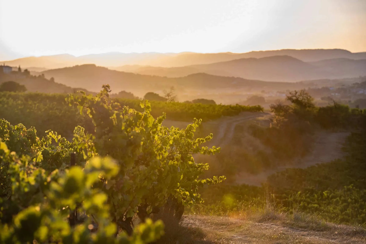 The Story Behind Our Wines